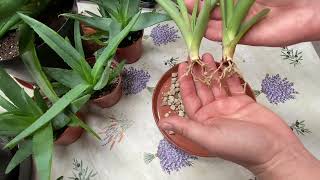 Aloes  Ukorzenianie w Pumeksie   Aloe vera rooting in pumice [upl. by Claudie]