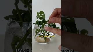 Monstera Adansonii Propagation Tips Multiple Monkey Leaf 🌱 shorts [upl. by Celle939]