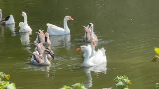 Alpaca crias baby rhea mute swans monkey iguana geese oryx antelopes guinea pigs wildlife park 16017 [upl. by Divadnhoj]