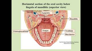 Anatomy of the oral cavity [upl. by Ilhsa698]