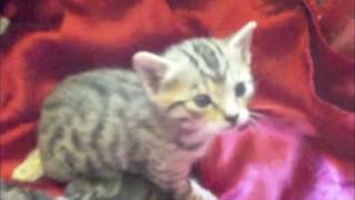 Bengal Kittens 4 Sale  0402 793 604 [upl. by Aihsile]