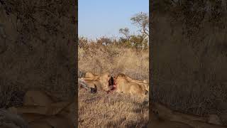 Lions feeding in a frenzy  African Safari  Big Cats wildlife lion n [upl. by Yrred]