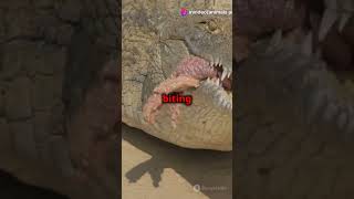 How Strong Are Crocodiles Teeth crocodile shortsfeed wildlife [upl. by Warchaw]