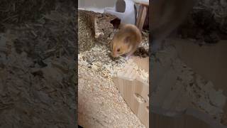 Gehegeupdate von Skadi meiner Goldhamster Dame hamsters artgerecht artgerechtehaltung cozy [upl. by Cornish]