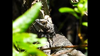 Iguane à queue épineuse du Golfe [upl. by Uttasta]