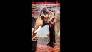 Kerala Temple Festival 👑🦣 Elephant Bathing 🙏❤️ Elephants in Kerala Temple Festival Culture 😍🙏💖 [upl. by Ashleigh]