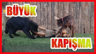 2 ALMAN KURDU VS 1 DOBERMAN BÜYÜK KAPIŞMA almankurdu [upl. by Amabil]