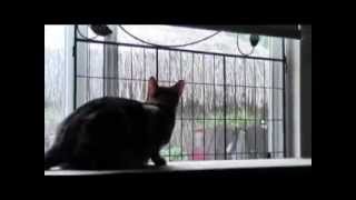 Cat Window Screen Protection Quick Fix SolutionFence PanelNo dig 2 Pakat Hardware Store [upl. by Louie]