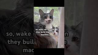 go back fypシ゚viral cuteanimal pets cat thankyouforwatching cute timemachine back missing [upl. by Meir]