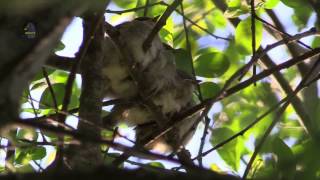 FAUVETTE à Tête NoireAvant la NuitSylvia atricapilla  BRUITX [upl. by Cruce]