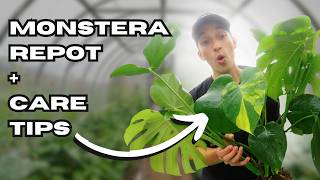 How to Care for amp Repot Your Monstera Deliciosa  Beginner Plant Care Guide 🌱 [upl. by Chickie]