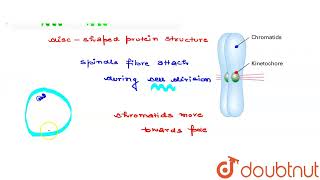 What is kinetochore Give its function  CLASS 11  CELL CYCLE AND CELL DIVISION  BIOLOGY  Do [upl. by Janeva996]