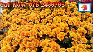 Sri Lankan Flowers Nuwaraeliya Flower Nursery Find Next 2049 [upl. by Anirt955]