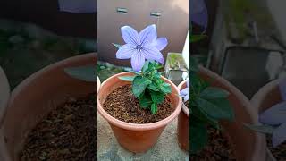 Balloon flowerplatycodon grandiflorus chines bell Fuji blue plant care and proportions [upl. by Lavotsirc]