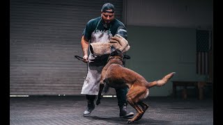 Advanced Protection Dog Training [upl. by Niehaus]