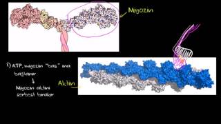 Kaslarımız Nasıl Çalışır Miyozin ve Aktin Hareket ve Destek Sistemi Sağlık Bilgisi ve Tıp [upl. by Mashe]