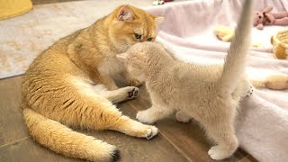 Mother cat meows to call her kittens to eat So sweet [upl. by Swarts]