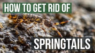 How to Get Rid of Springtails 4 Easy Steps [upl. by Fezoj]