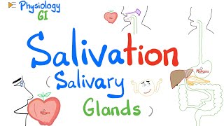 Salivation Salivary glands Parotid Submandibular Sublingual  GI Physiology [upl. by Anairb26]