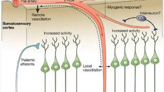 Endotherms and Ectotherms  A Level Biology [upl. by Aranaj]