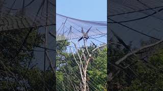 Siamang Gibbon  Marwell Zoo [upl. by Anora]