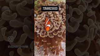 Buy nemo fish tank at Diwali offer fishtank vedhafishfarm marineaquarium [upl. by Bartko]