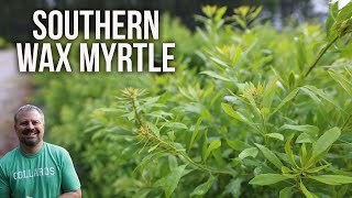 Southern Wax Myrtle  Morella cerifera Myrica cerifera [upl. by Yoho]