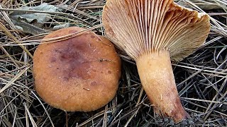 Narandžasta mlečnica  Lactarius aurantiacus 25122017 [upl. by Stearne319]