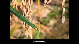 Rice Diseases Rice Blast [upl. by Odnaloy]