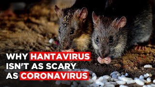 Hantavirus China Here’s Why Hantavirus Isnt As Scary As Coronavirus [upl. by Yddor]