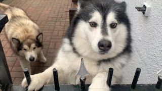 MALAMUTES HOWLING  WELCOME HOME MAMA [upl. by Haldane316]