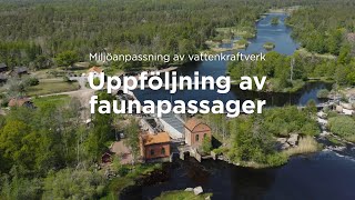 Miljöanpassning av vattenkraftverk  uppföljning av faunapassager [upl. by Schaffel907]