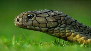 What are the characteristics of Reptiles [upl. by Issak]