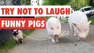 Try Not To Laugh  Funny Pigs Video Compilation 2017 [upl. by Suilenrac120]