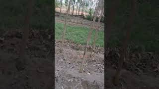 eucalyptus plant ujhari yt ytshorts shortsfeed trending plzdosuporrtmychanlfriends video [upl. by Trebleda858]