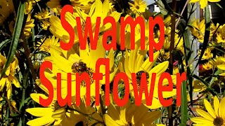 Last Sunflower To Bloom Swamp Sunflower [upl. by Adnarim]