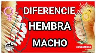 😁DIFERENCIA ENTRE HEMBRAS Y MACHOS EN LOS POLLOS BEBES 🐣 COMO SE DISTINGUE EL SEXO EN POLLITOS👌🏿 [upl. by Pate]