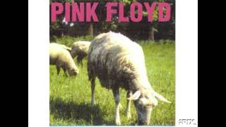 Pink Floyd  Sheep  Parte de la letra [upl. by Enasus]