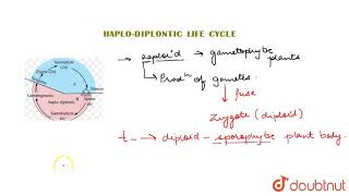 HAPLODIPLONTIC LIFE CYCLE [upl. by Aletse852]