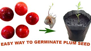 How To Grow A Plum Tree From Seed  Easy Way Of Germinating Plum Seed [upl. by Etteniuq]