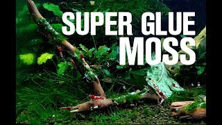 SUPER GLUE PLANTS TO WOOD Shrimp Safe [upl. by Oirretno]