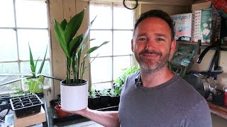 Best Houseplant For Beginners  Aspidistra  Cast Iron Plant [upl. by Prospero]