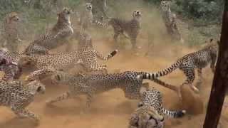 2014 AFRIKA1  Namibia Harnas Gobabis Feeding cheetahs [upl. by Nylesoy]