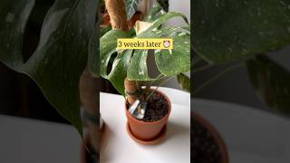 How to improve the growth of Monstera aerial roots for young plants 🌿 monstera plantcare plant [upl. by Connelly]