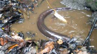 feeding electric eels near Tahuayo Lodge in the Amazon Jungle [upl. by Arymas159]