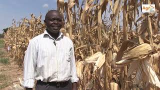 A Guide to Maize Production [upl. by Adianez]