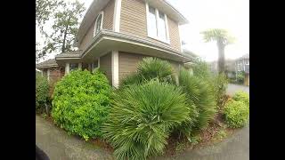 Perfect Chamaerops humilis Palm tree on Salt Spring Island [upl. by Darice6]