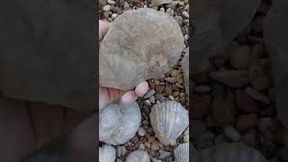 North Texas Ammonite nuatiliod amp bivalve fossils [upl. by Sacram]