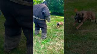 Protection dog training LEG DAY [upl. by Cousin]