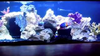 Stunning Saltwater Aquarium 300 gal FOWLR Rare Marine Fish Golden Puffer Trigger Angelfish Eel [upl. by Morrie]